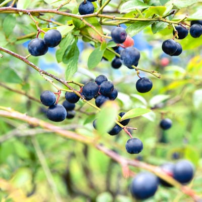 朝どれ!!新鮮生ブルーベリー250g×4　計1kg西都ブルーベリー農園【先行受付】[1889]