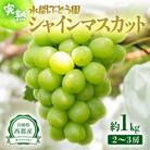 シャインマスカット【約1kg】宮崎県西都産完熟ぶどう【先行受付】[2341]