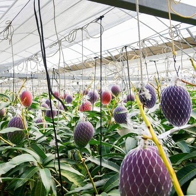 宮崎県西都市ひだか農園 訳あり完熟マンゴー2～3玉(約900g)【先行受付】[2095]