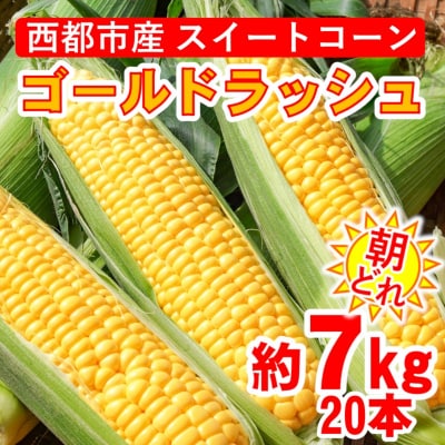 【先行受付】西都市産朝どれスイートコーン(ゴールドラッシュ)約7kg[2425]