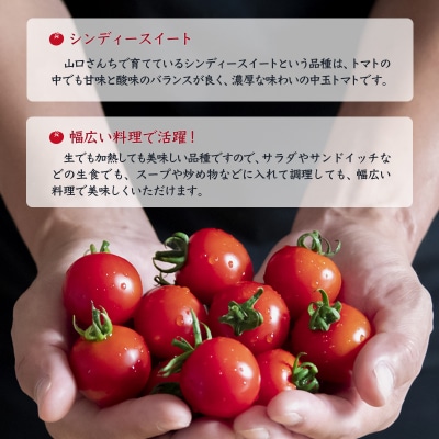 山口さんちの中玉トマト 約2kg シンディースイート 宮崎県西都市産【先行受付】[2248]