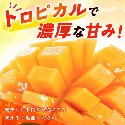 訳あり【1.5kg】宮崎県産完熟マンゴー(3～5玉)西都市特産品【さとふる限定】[2571]