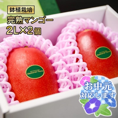 【お中元ギフト】西都市産完熟マンゴー 2L×2個 鉢植栽培[1606]