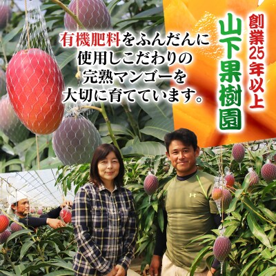 山下果樹園完熟マンゴー2玉900g(贈答用)宮崎県産完熟マンゴー/西都市産【先行受付】[2700]