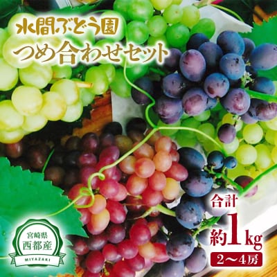 【先行受付】完熟ぶどうおまかせセット 1kg シャインマスカット入り2種宮崎県西都産[2466]