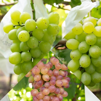 【先行受付】完熟ぶどうおまかせセット 1kg シャインマスカット入り2種宮崎県西都産[2466]