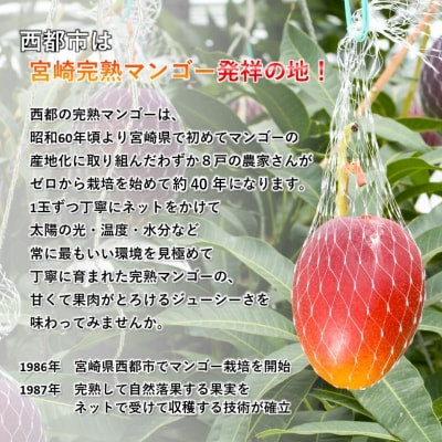 訳あり完熟マンゴー 大玉4L×3玉 糖度12度以上【先行受付】宮崎完熟マンゴー[3104]