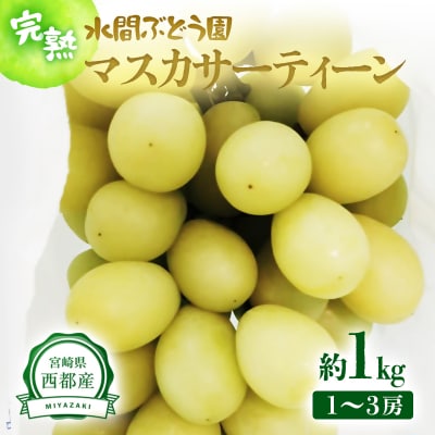 【水間ぶどう園】マスカサーティーン1kg 西都産完熟ぶどう[2802]