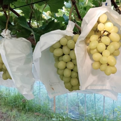 【水間ぶどう園】マスカサーティーン1kg 西都産完熟ぶどう[2802]