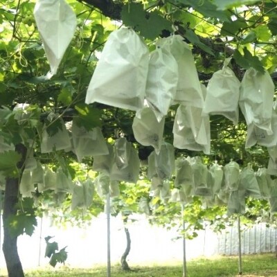 【水間ぶどう園】マスカサーティーン1kg 西都産完熟ぶどう[2802]