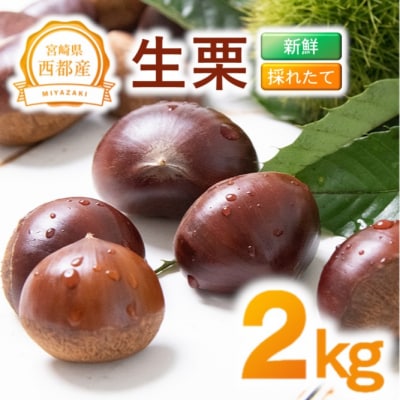 新鮮朝どれ国産生栗 2kg 西都市産【先行受付】[3114]