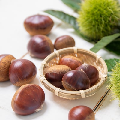 新鮮朝どれ国産生栗 2kg 西都市産【先行受付】[3114]