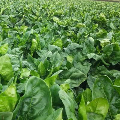 [冷凍]宮崎県産ほうれん草ポーション1kg(500g×2袋)裏ごし離乳食介護食にも[3267]