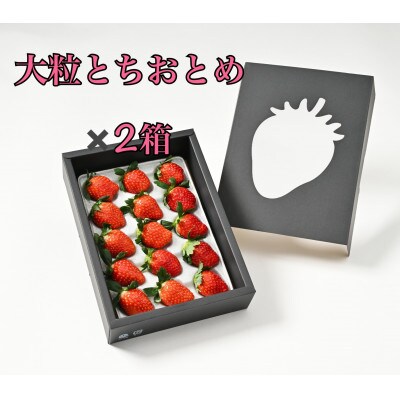化粧箱入り【安定の味と品質】大粒とちおとめ2箱(30粒)　濃厚な味わいをお届け♪【贈答用にも】