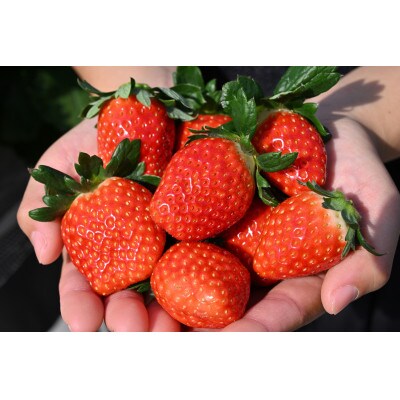 化粧箱入り【安定の味と品質】大粒とちおとめ2箱(30粒)　濃厚な味わいをお届け♪【贈答用にも】
