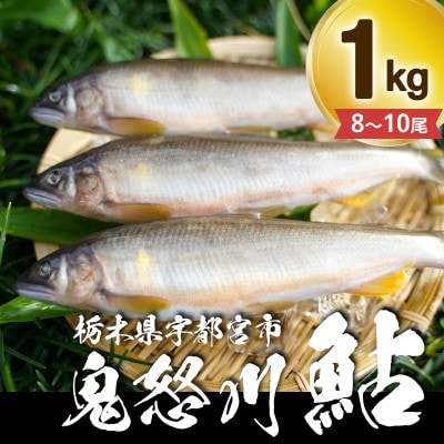 栃木県宇都宮 鬼怒川の鮎 1kg(8～10尾)