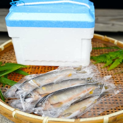 栃木県宇都宮 鬼怒川の鮎 1kg(8～10尾)