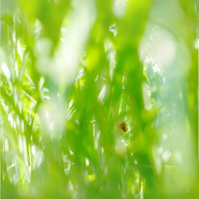 Canon 中望遠マクロレンズ EF100mm F2.8Lマクロ IS USM