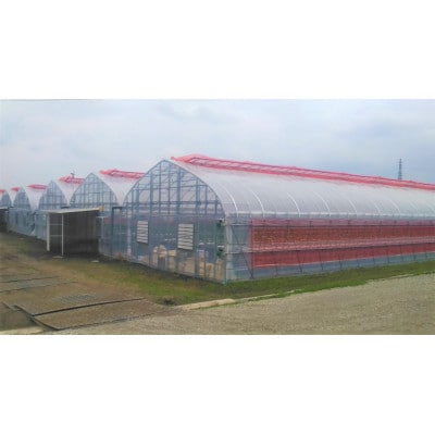 【産地直送】JBファームのなつおとめ(約600g)※2024年7月頃より順次発送