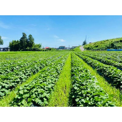 【栃木県宇都宮産】熟成さつまいも4kg 紅はるか