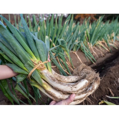 【GI産品】新里ねぎ 泥付き 3kg
