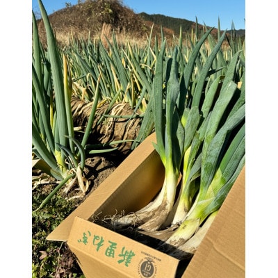 【GI産品】新里ねぎ 泥付き 3kg