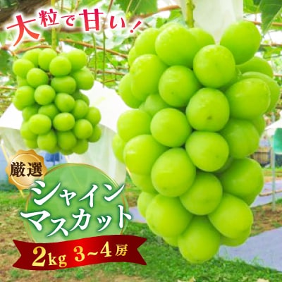 【2026年9月発送】【厳選】シャインマスカット2kg
