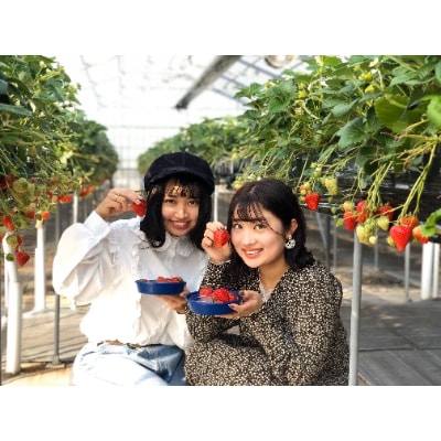 千葉県東庄町で完熟いちご食べ放題☆いちご狩り体験チケット(お1人様分)×2枚