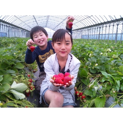 千葉県東庄町で完熟いちご食べ放題☆いちご狩り体験チケット(お1人様分)×2枚
