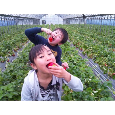 千葉県東庄町で完熟いちご食べ放題☆いちご狩り体験チケット(お1人様分)×4枚