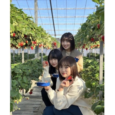 千葉県東庄町で完熟いちご食べ放題☆いちご狩り体験チケット(お1人様分)×4枚