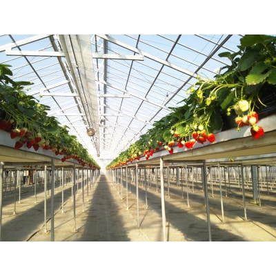 千葉県東庄町で完熟いちご食べ放題☆いちご狩り体験チケット(お1人様分)×4枚