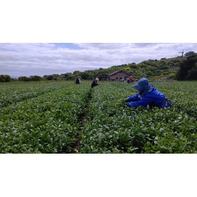 五島つばき茶ティーバッグ 計21包