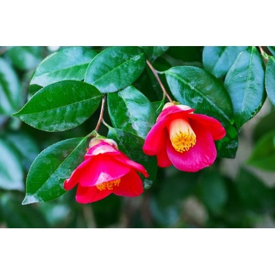 オーガニック五島レモングラスティーつばき茶ブレンド計30g