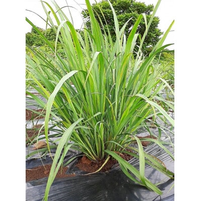 オーガニック五島レモングラスティー緑茶ブレンド計30g