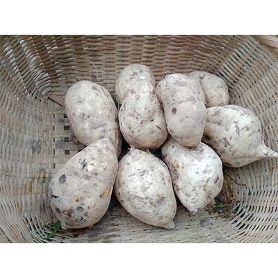 【五島列島直送】バイオダイナミック農法　白芋(3kg)