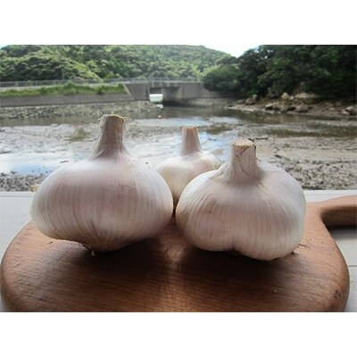 五島列島直送 栽培期間農薬不使用 バイオダイナミック農法 ジャンボニンニク(まるごと) 1.5kg