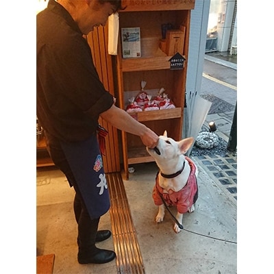 【ペット用】きびなごスティック 生干し×8袋・蒸干し×8袋