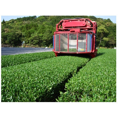 五島茶(さえみどり・やぶきた・おくみどり)計3袋