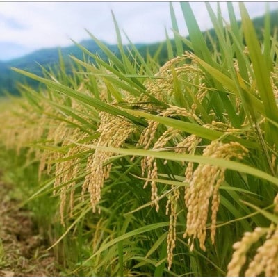 長崎県五島市産「ひのひかり」5kg
