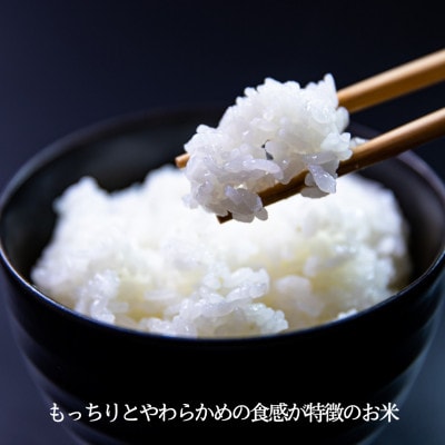 【毎月定期便】【山口Farm】五島列島山内産 ミルキークイーン(5kg)全3回