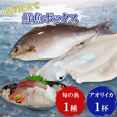 五島市産旬の魚1種とアオリイカ1杯セット【金沢鮮魚】