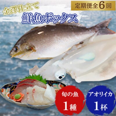 【毎月定期便】五島市産旬の魚1種とアオリイカ1杯セット【金沢鮮魚】全6回