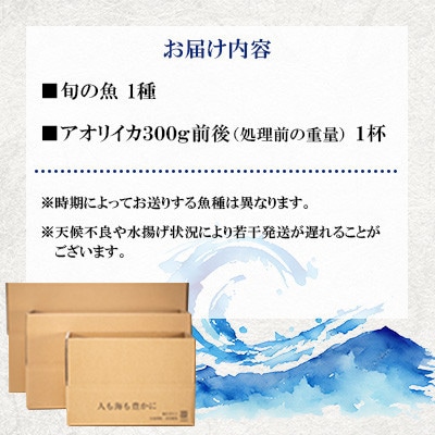 【毎月定期便】五島市産旬の魚1種とアオリイカ1杯セット【金沢鮮魚】全6回