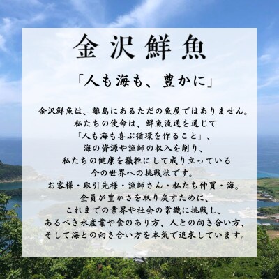 【毎月定期便】五島市産旬の魚1種とアオリイカ1杯セット【金沢鮮魚】全6回