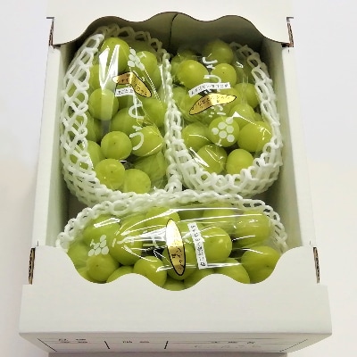 生産者直送!　シャインマスカット　約1.6kg