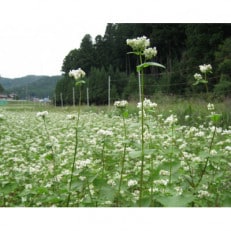 【そば打ち体験】岡崎市の山間で育ったそば粉でそば打ち体験