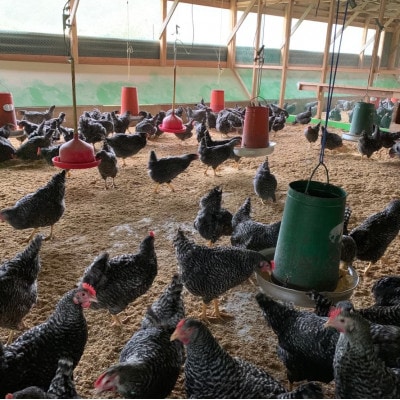 愛知県岡崎産・岡崎おうはん平飼い卵【30個入】