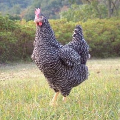 愛知県岡崎産・岡崎おうはん平飼い卵【30個入】