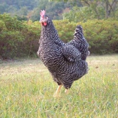 愛知県岡崎産・岡崎おうはん平飼い卵【60個入】